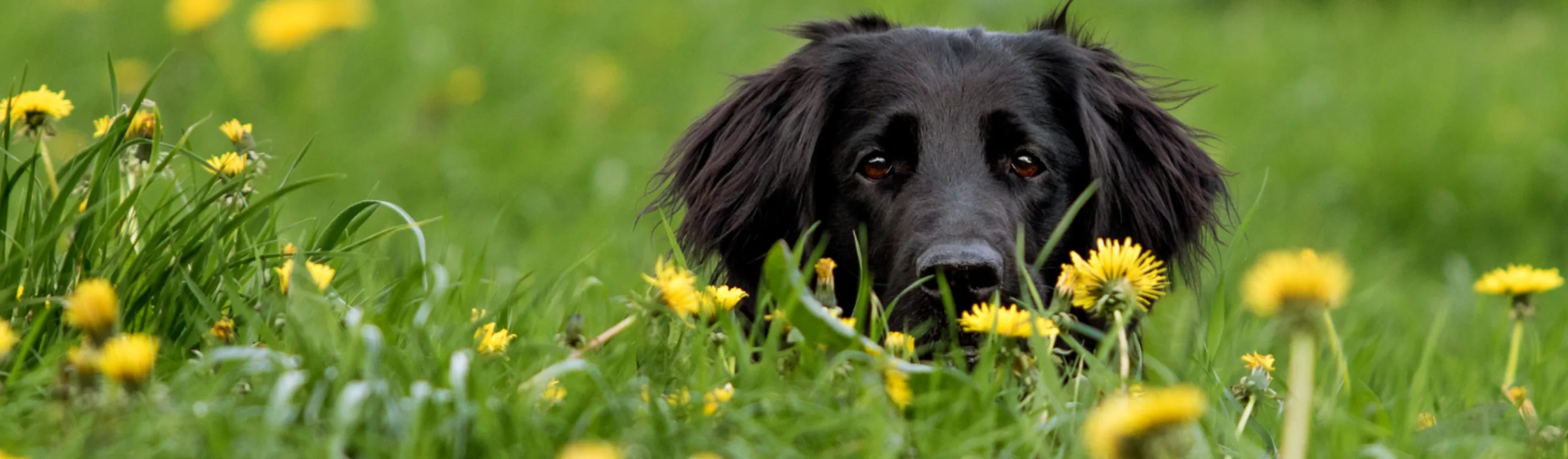 Black dog lying in yellow flowers